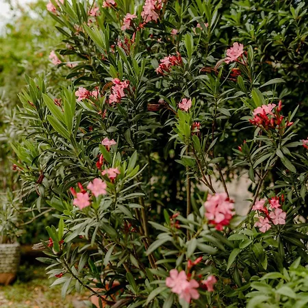 Apartman Gardens Of Capo D'istria Koper
